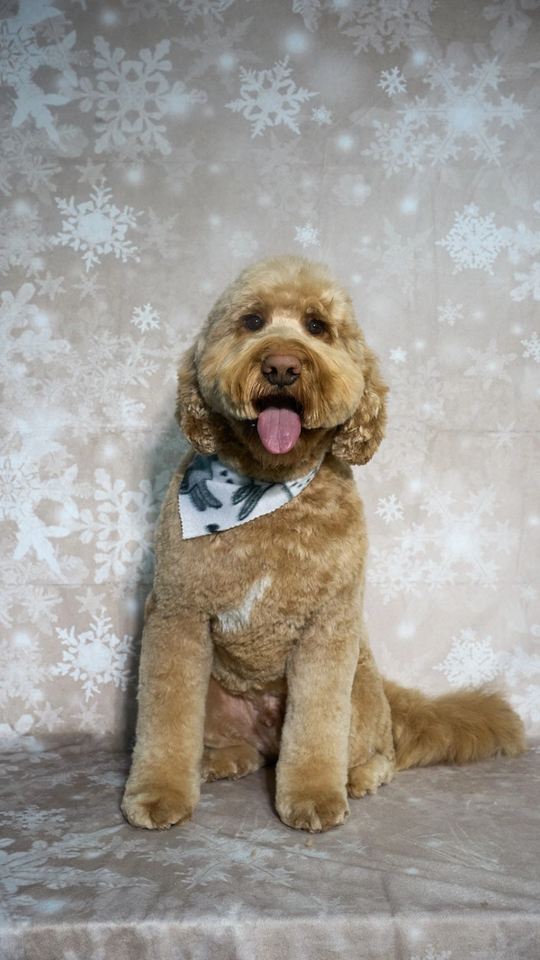 Shear Quality Pet Grooming