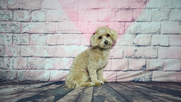 Shear Quality Pet Grooming