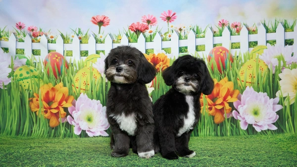 Shear Quality Pet Grooming