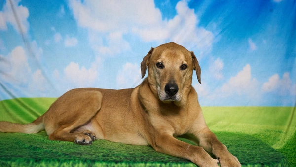 Shear Quality Pet Grooming