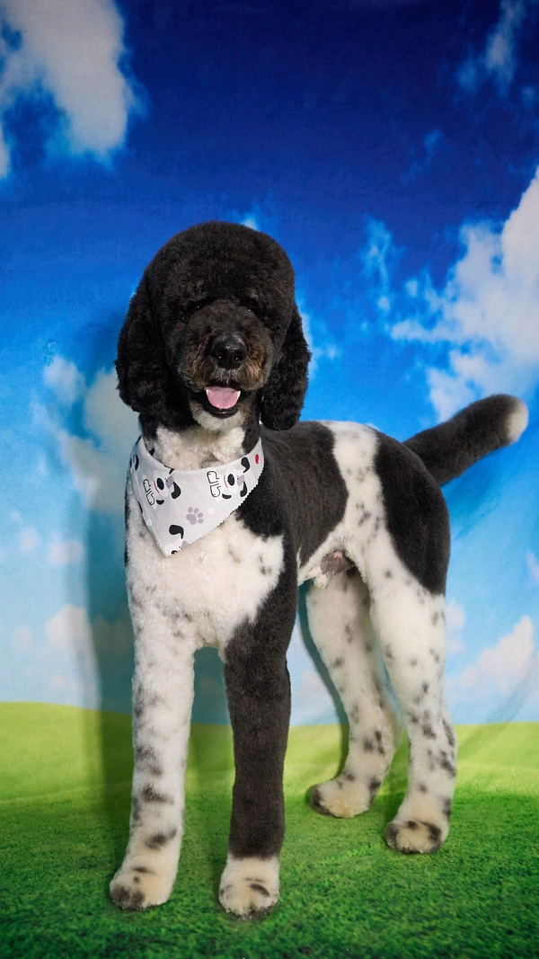 Shear Quality Pet Grooming