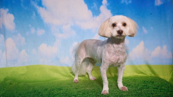 Shear Quality Pet Grooming