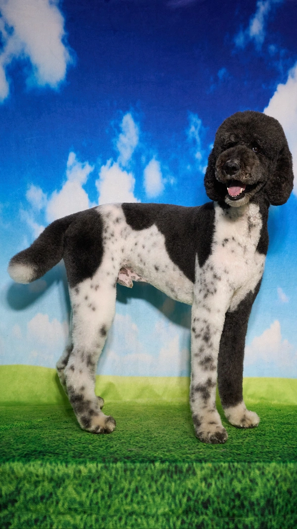 Shear Quality Pet Grooming