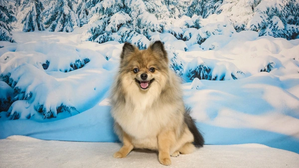 Shear Quality Pet Grooming