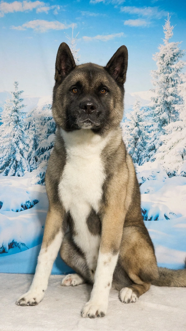 Shear Quality Pet Grooming