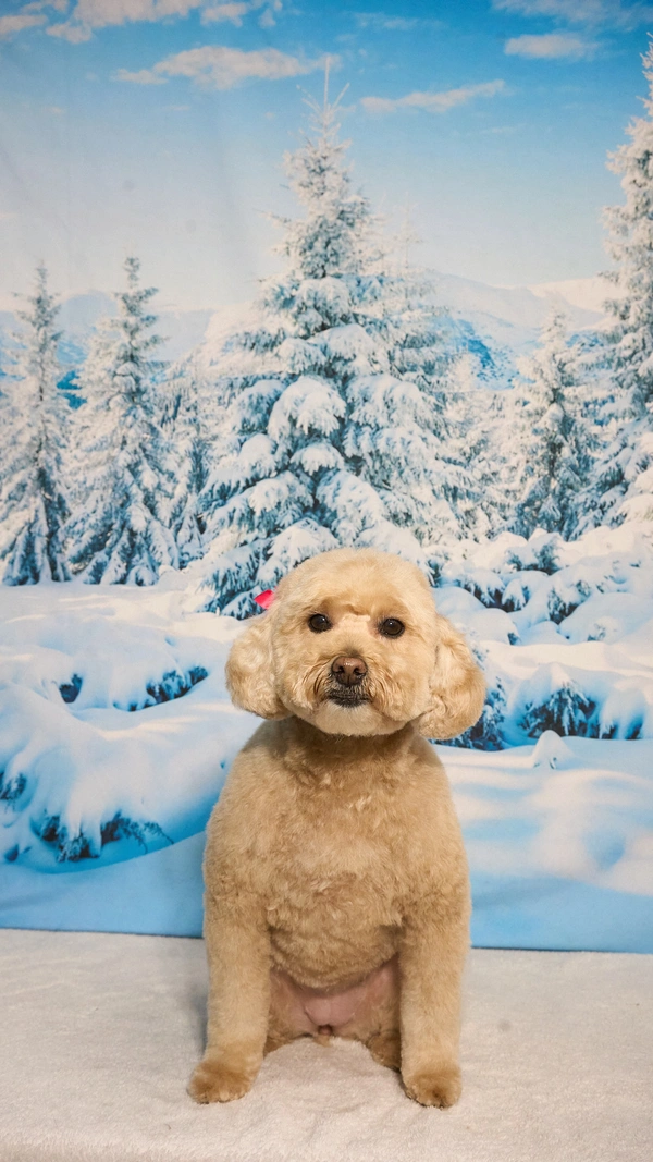 Shear Quality Pet Grooming