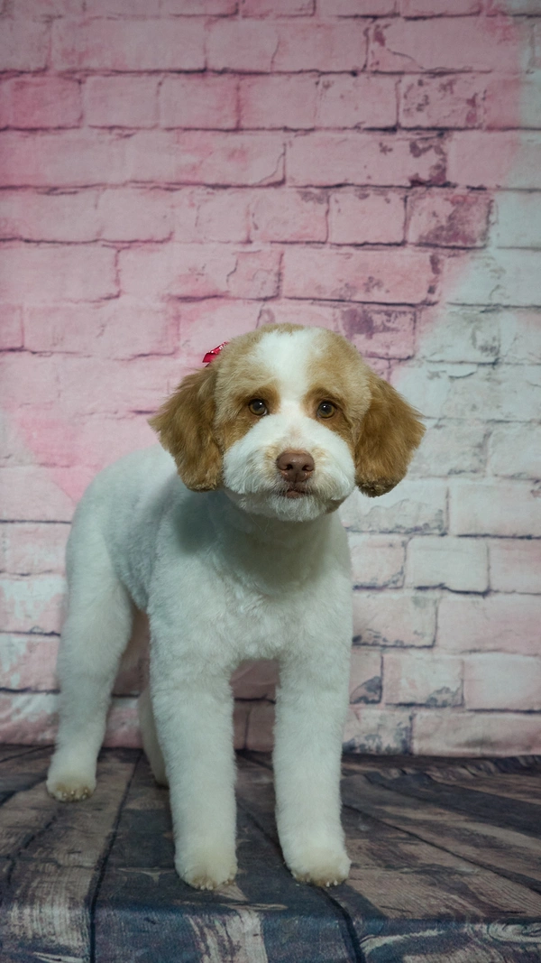 Shear Quality Pet Grooming