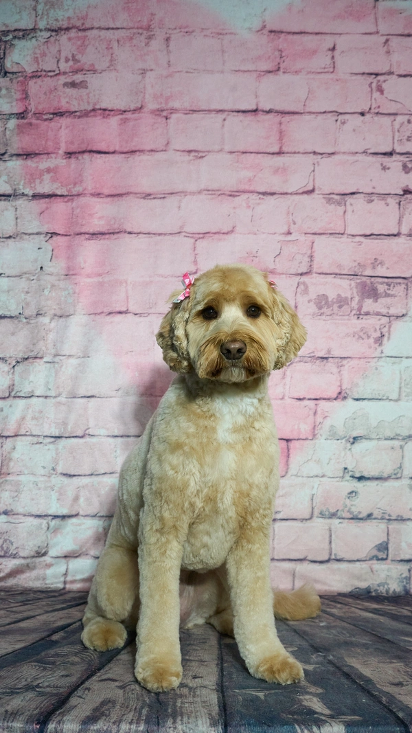 Shear Quality Pet Grooming