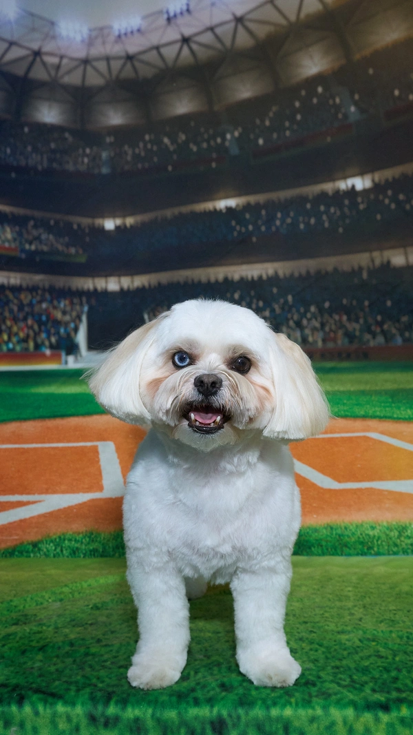 Shear Quality Pet Grooming