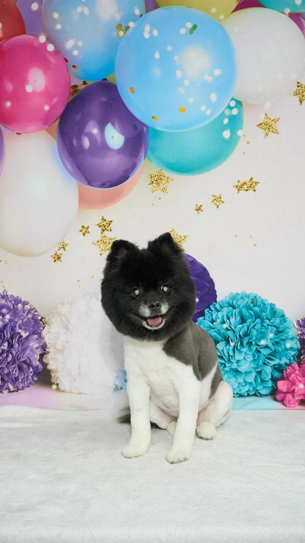 Shear Quality Pet Grooming