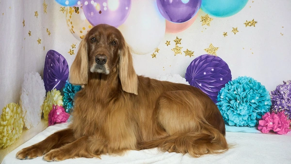 Shear Quality Pet Grooming