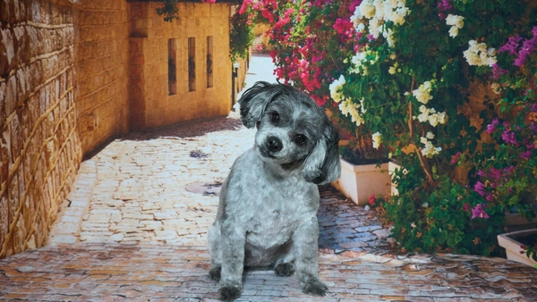 Shear Quality Pet Grooming