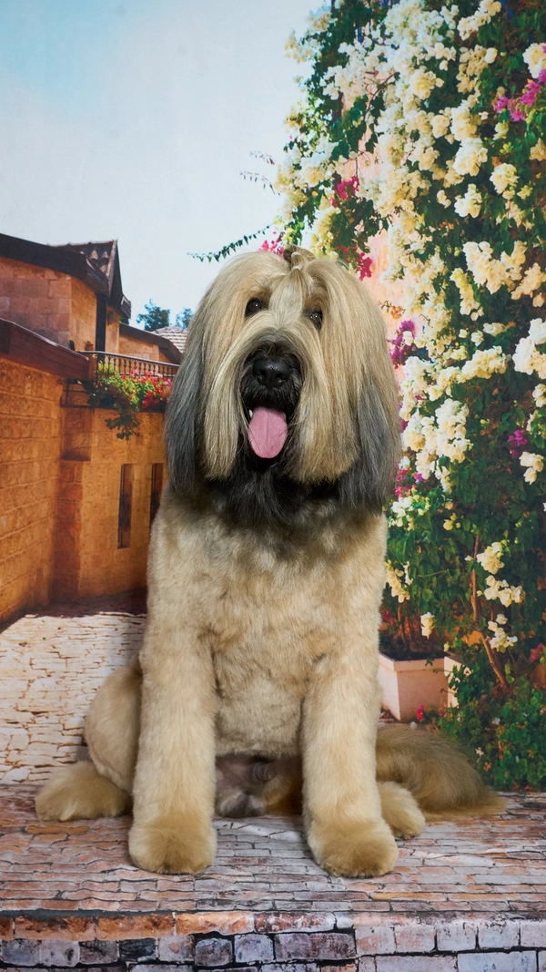 Shear Quality Pet Grooming