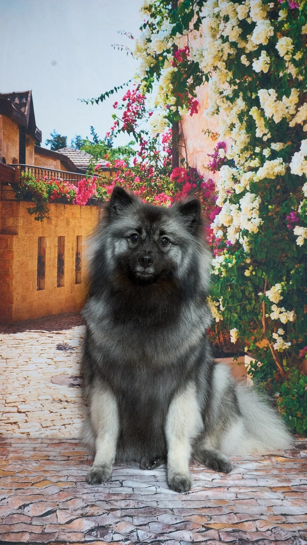 Shear Quality Pet Grooming