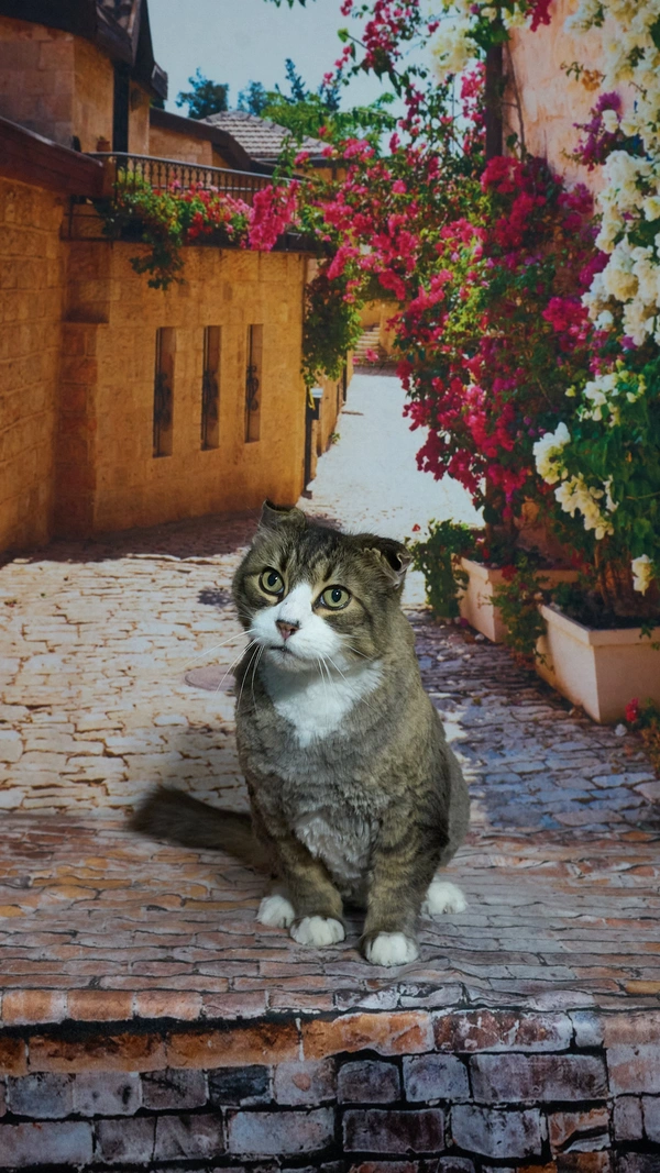 Shear Quality Pet Grooming