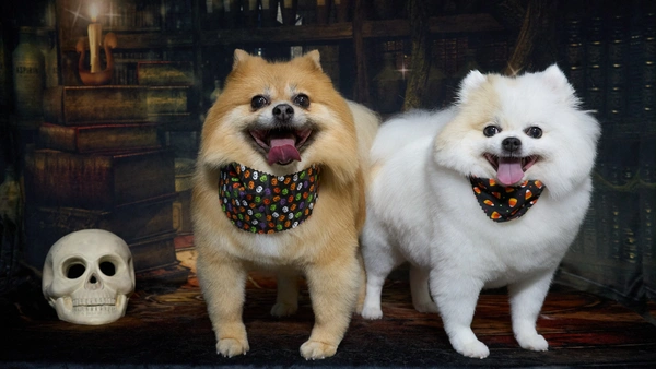 Shear Quality Pet Grooming